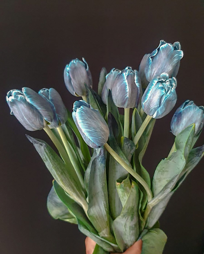 tulip bouquet biru
