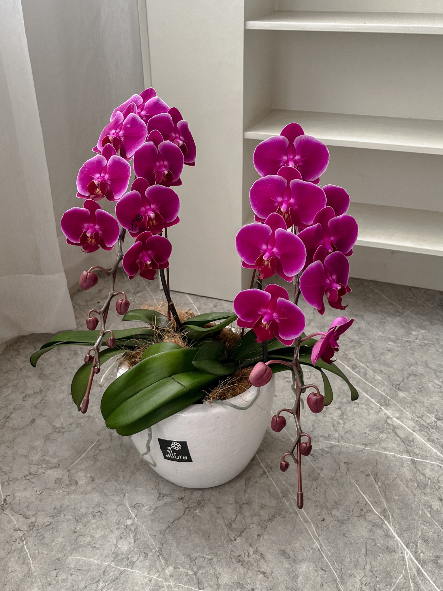 Live Plant Double Orchid Purple