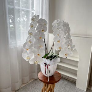 anggrek putih eka karya